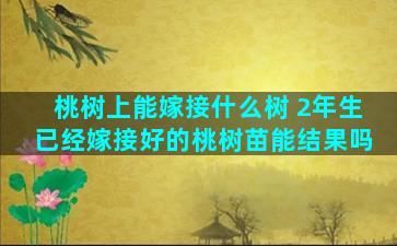 桃树上能嫁接什么树 2年生已经嫁接好的桃树苗能结果吗